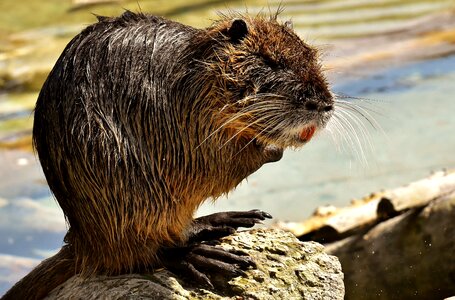 Splashing animal world animal