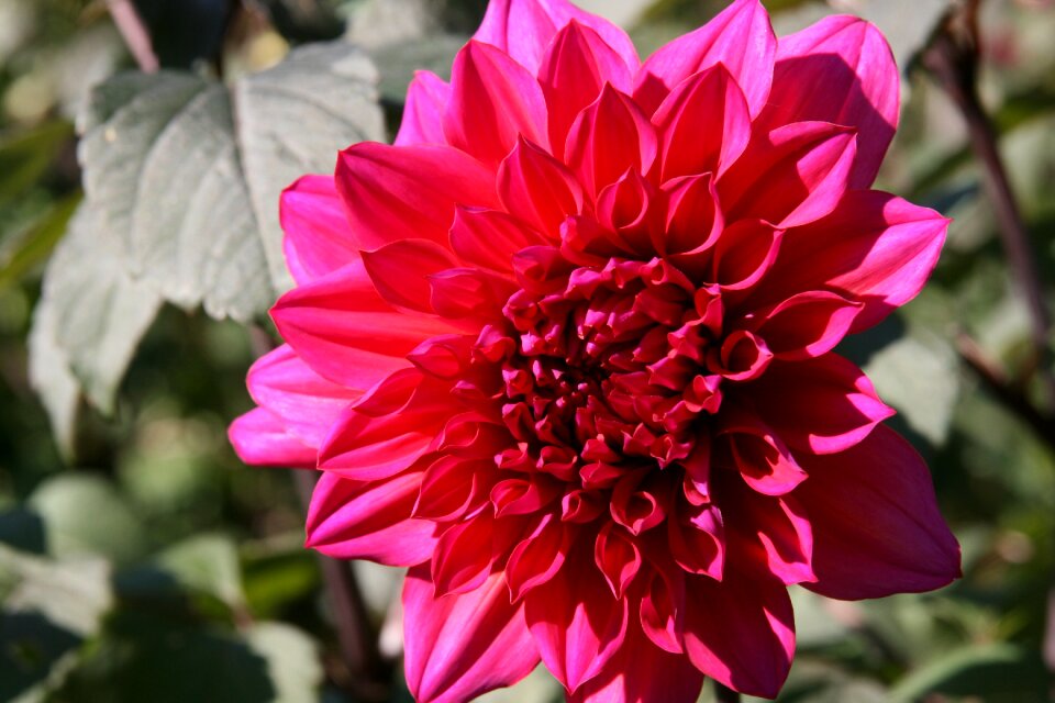 Red petals bloom