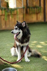 Cute puppy nature