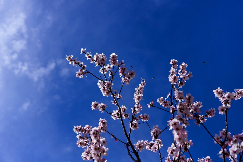 Almond blossom sun spring