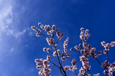 Almond blossom sun spring photo