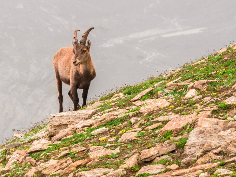 Alpine encounter animal