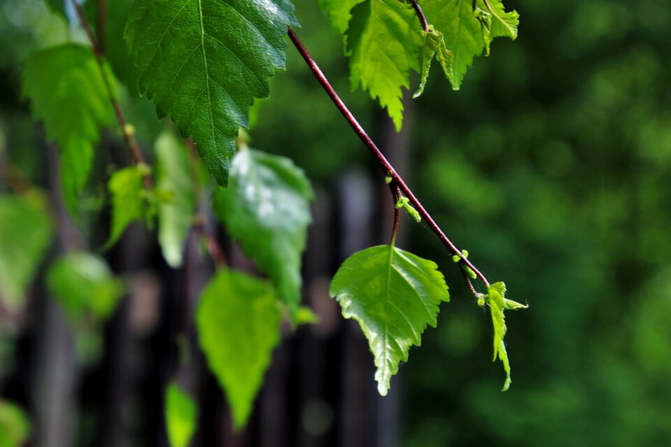 Summer nature branch
