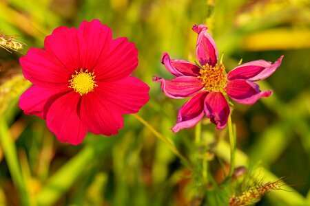 Bloom red evening sun