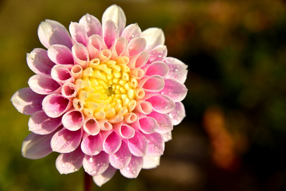 Flower plant flora