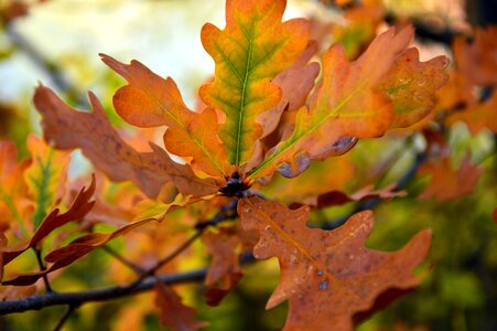 Autumn fall foliage colorful