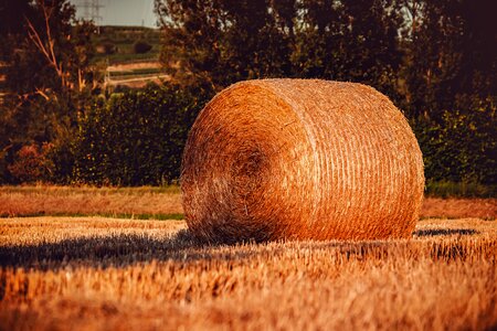 Cereals harvest bale