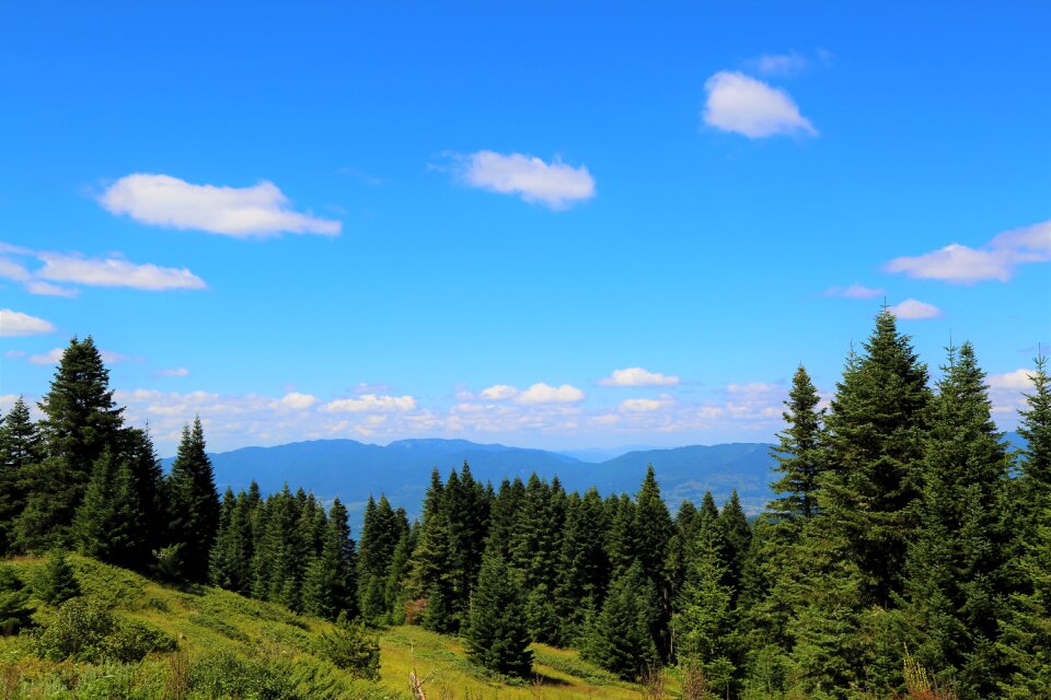 Landscape green sky