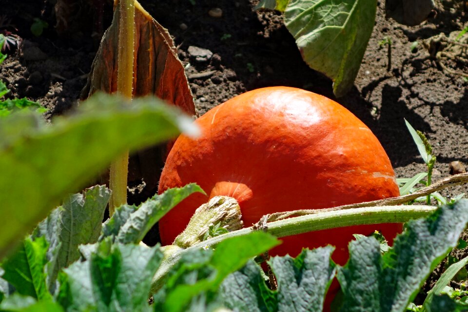 Harvest orange halloween