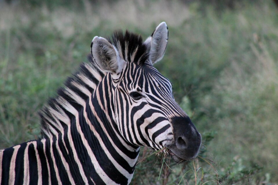 South africa africa safari