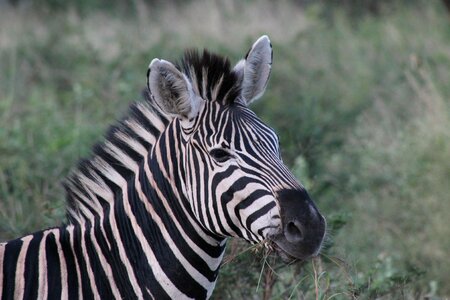South africa africa safari