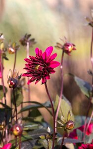 Blossom bloom garden plant