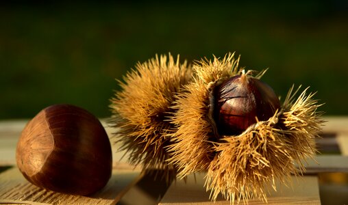 Prickly spur fruit photo