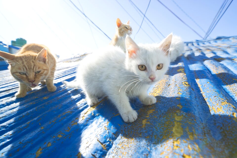 Animal kitten wild animals
