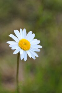 White blossom bloom