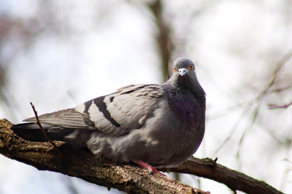 Outdoors animals dove