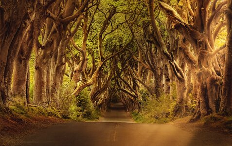Ireland landscape branches