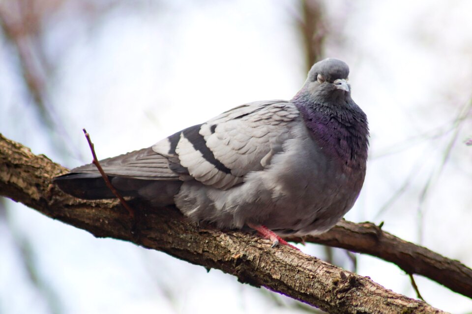 Outdoors animals dove