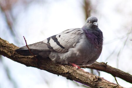 Outdoors animals dove photo