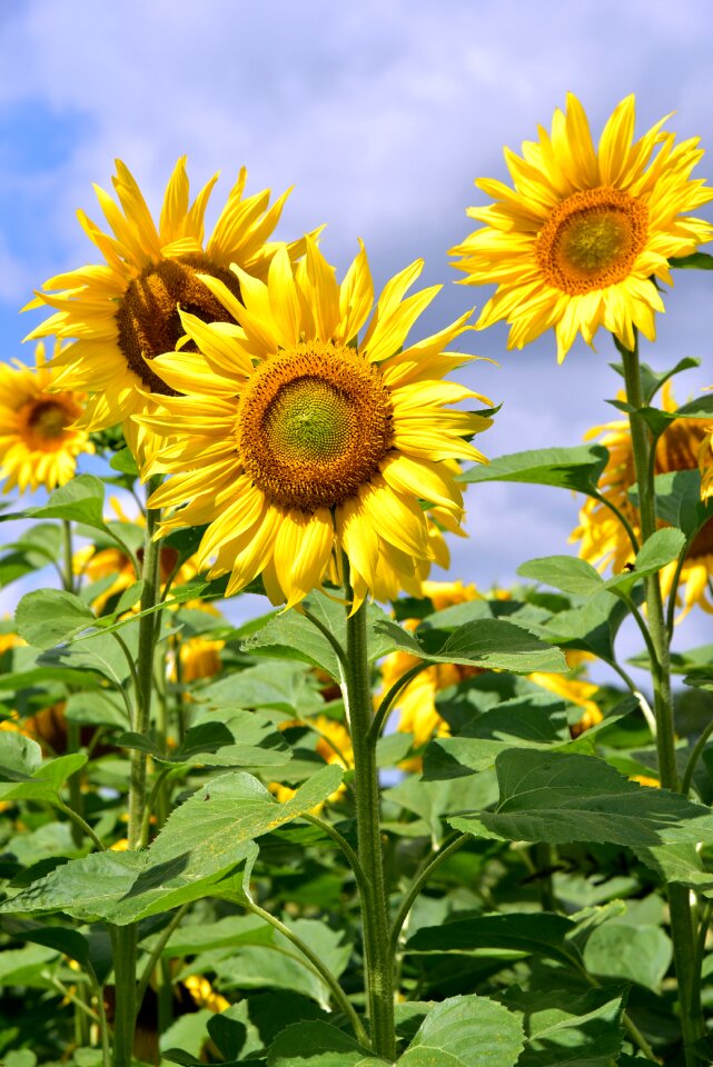 Yellow nature flower