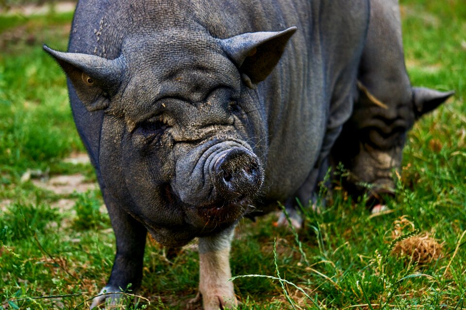 Farm snout livestock