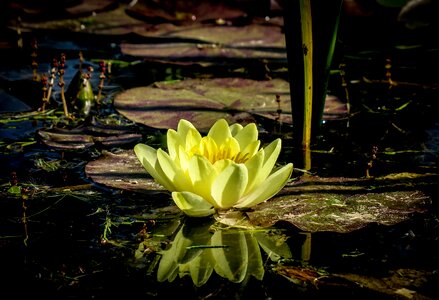 Flower water nuphar