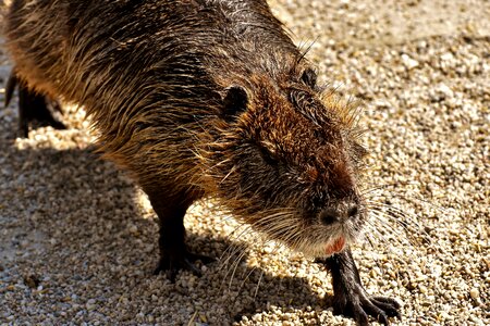 Splashing animal world animal