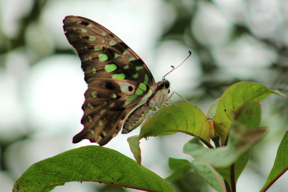 Nature animal papiliorama kerzers