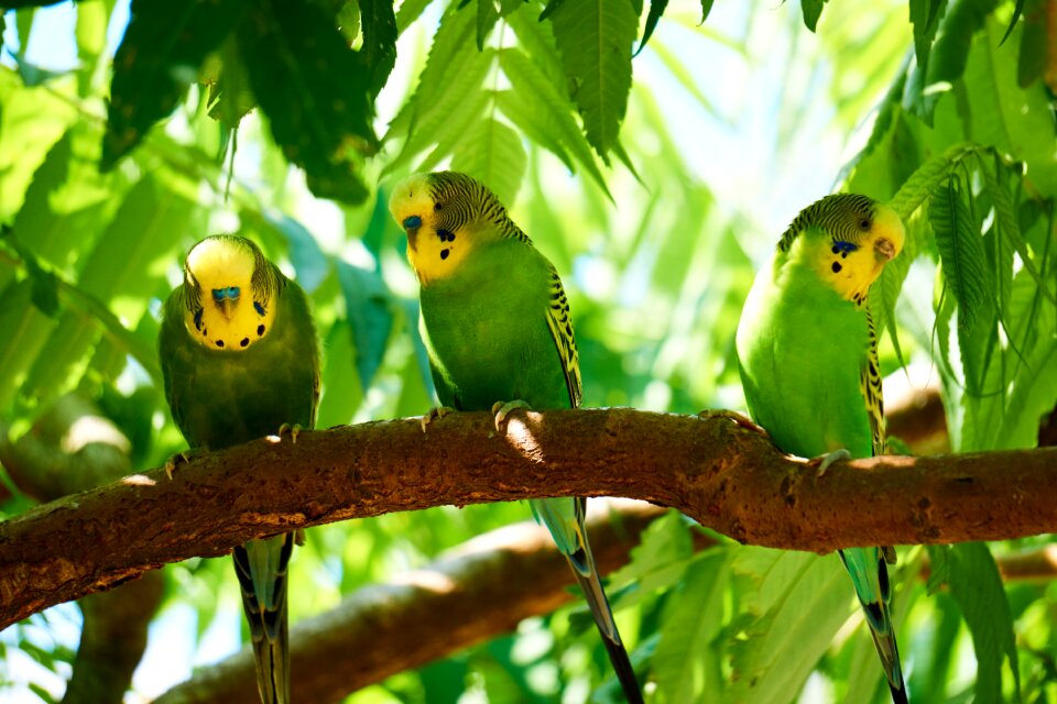 Bird creature parakeet