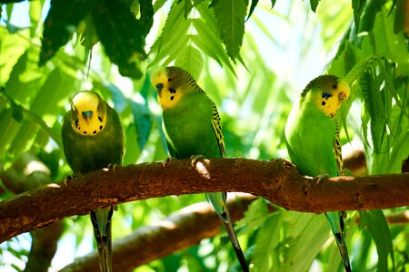 Bird creature parakeet photo