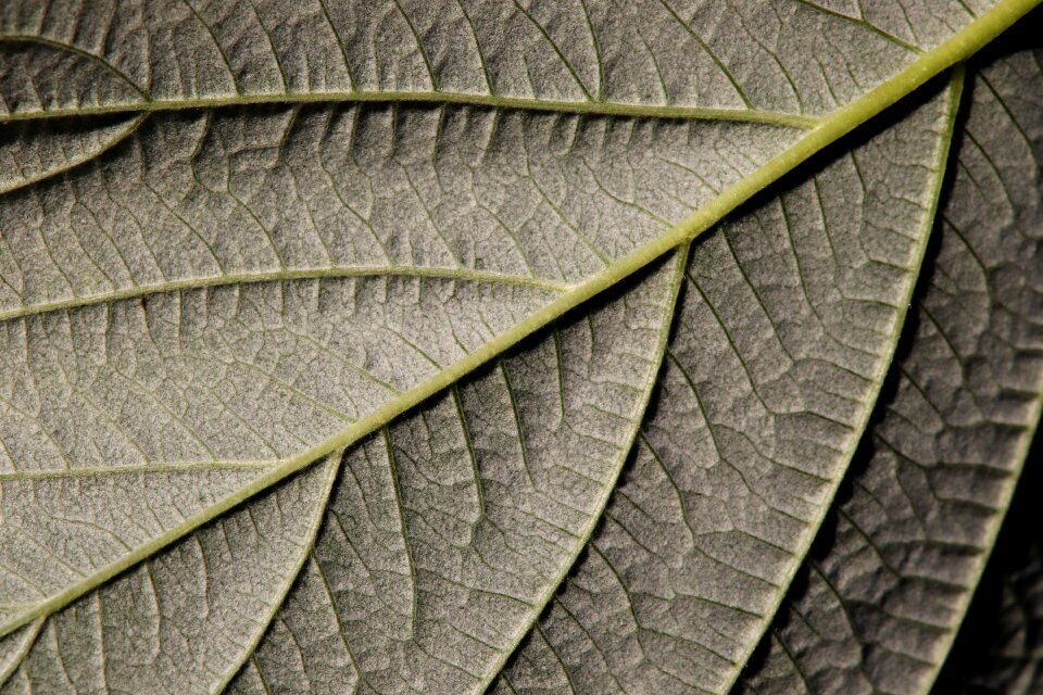 Bottom close up plant