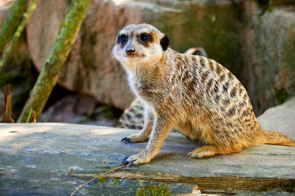 Sweet mammal nature