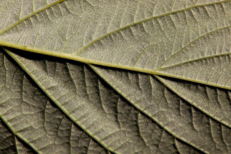 Bottom close up plant