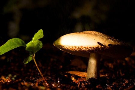 Forest fungus brown
