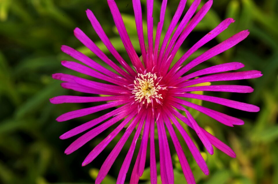 Violet rosa pink flower