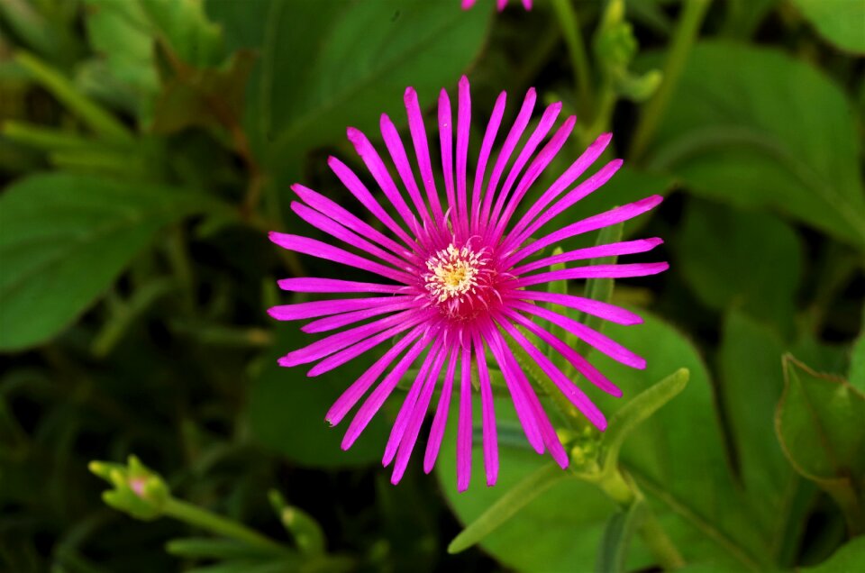 Violet rosa pink flower