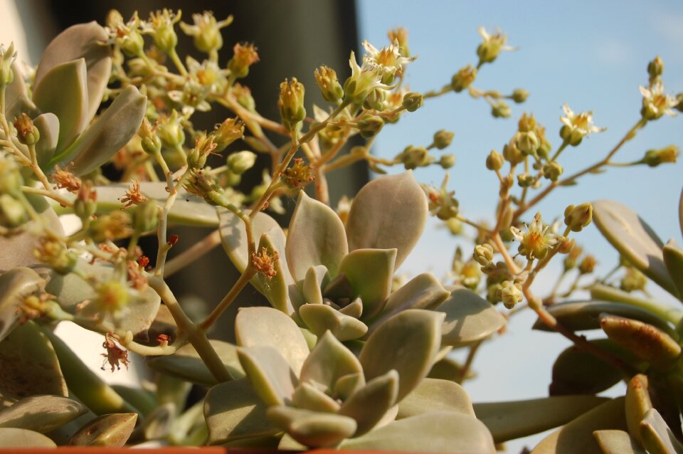 Graptopetalum plants crassulaceae Free photos