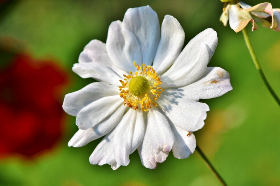 Bloom spring flower bloom