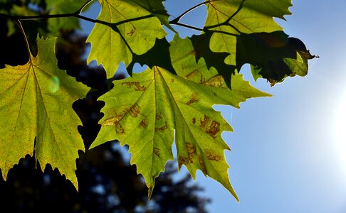 Forest tree maple photo