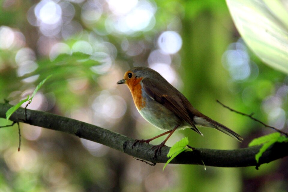 Bird tree animal world