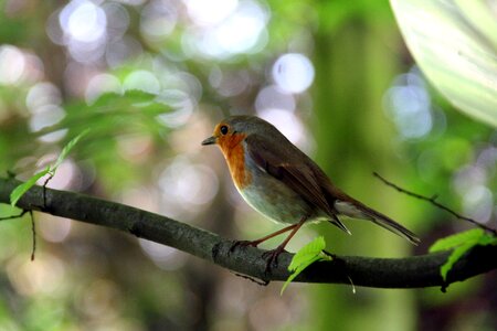 Bird tree animal world