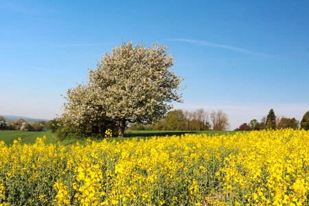 Agriculture sky field of rapeseeds