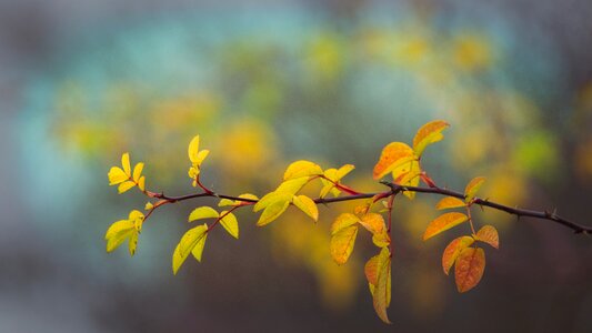 Branch bright autumn mood