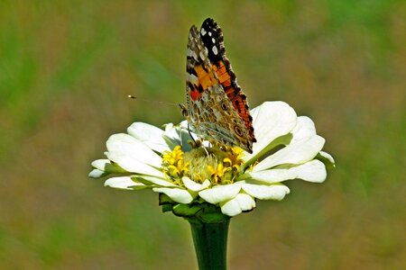 Zinnia nature macro photo