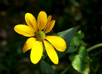 Sun hat summer garden plant