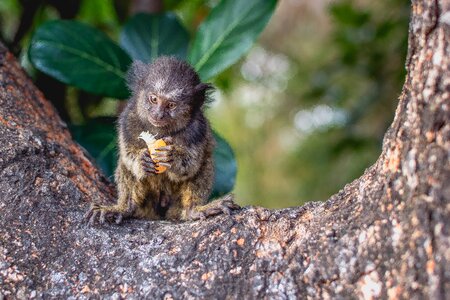Green monkey marmoset