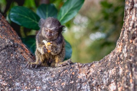 Green monkey marmoset photo