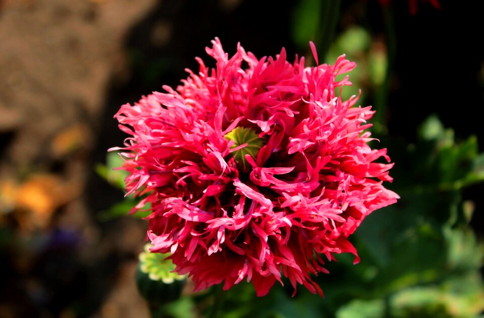 Red summer petals