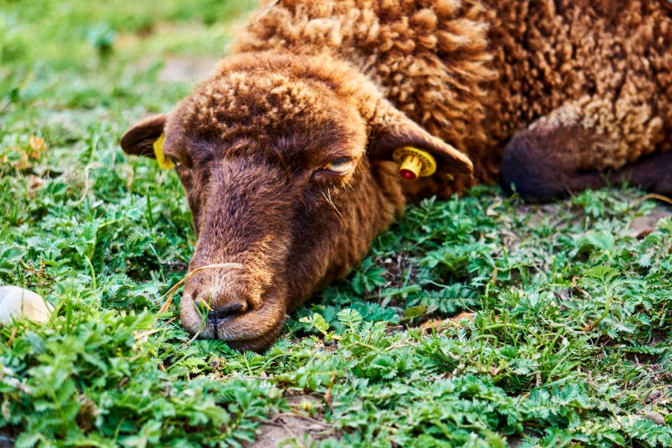 Wool lamb nature