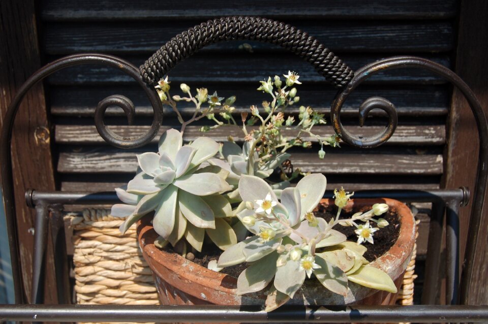 Bloom vase graptopetalum